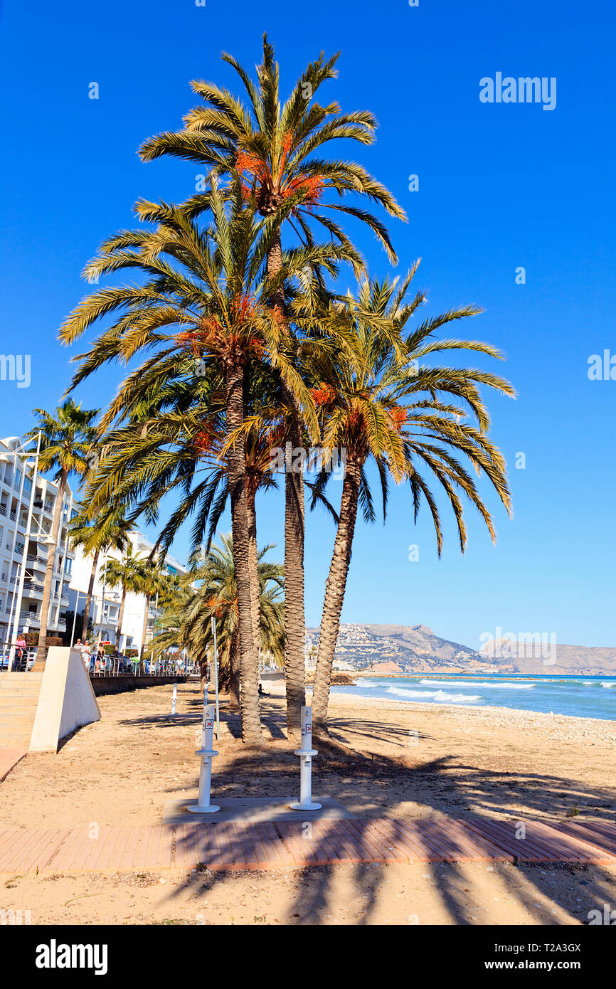 Le palme sulla spiaggia di Altea, Costa Blanca, Spagna Foto Stock