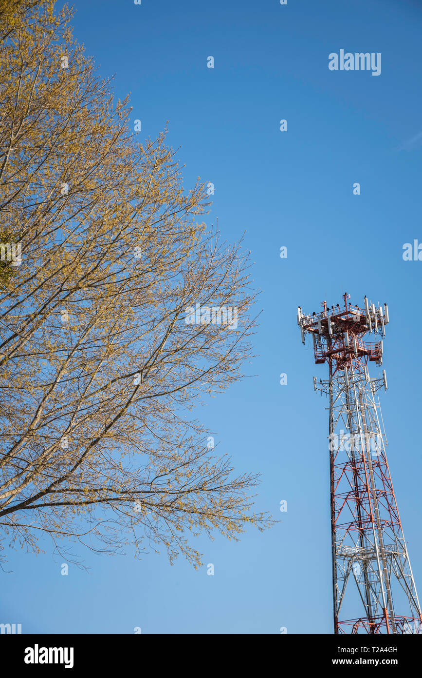 Una torre metallica indipendente per cellulare giustapposta con una porzione di albero e posta contro un cielo azzurro limpido e senza nuvole. Foto Stock