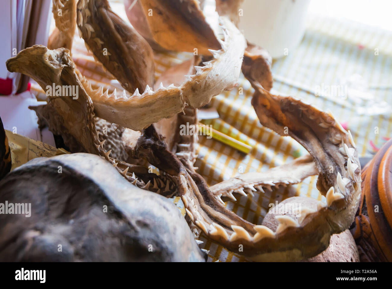 Shark osso mandibolare e affilati denti di squalo da vicino Foto Stock