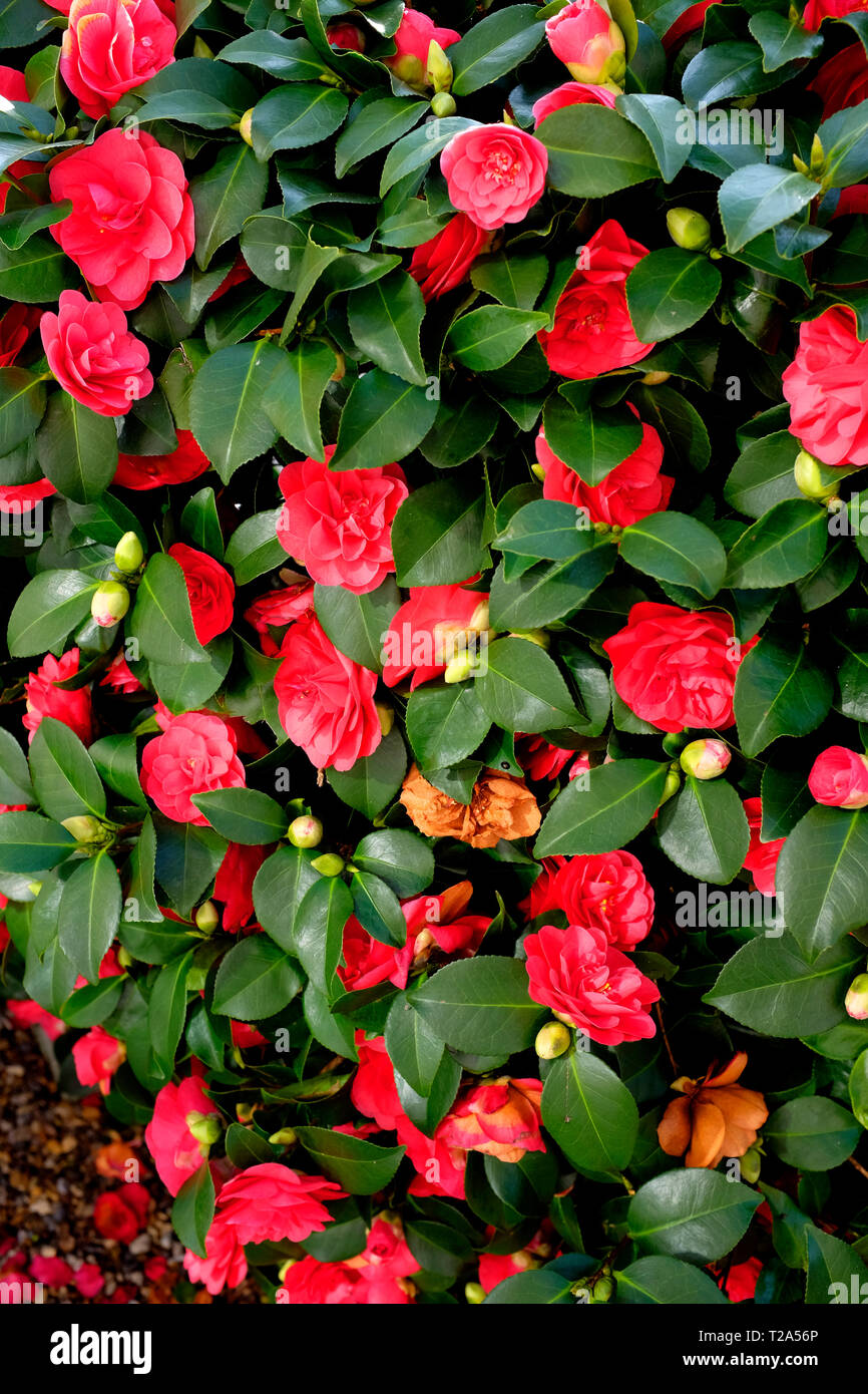 La molla,verde,bush,rosso,fiori,Inghilterra, Foto Stock