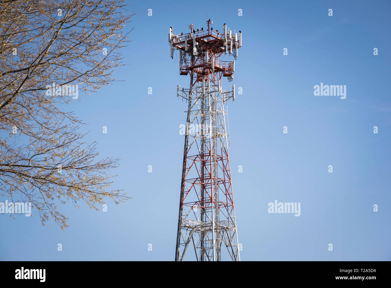 Una torre metallica indipendente per cellulare giustapposta con una porzione di albero e posta contro un cielo azzurro limpido e senza nuvole. Foto Stock