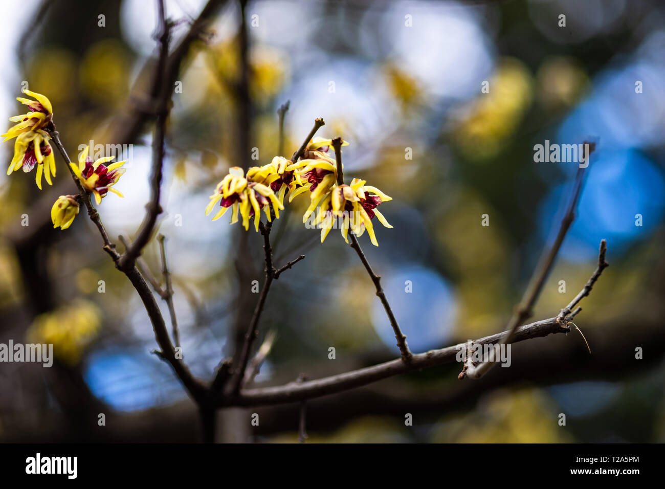 Chimonanthus, wintersweet, genere di piante in fiore nella famiglia Calycanthacea, in un giardino di primavera Foto Stock