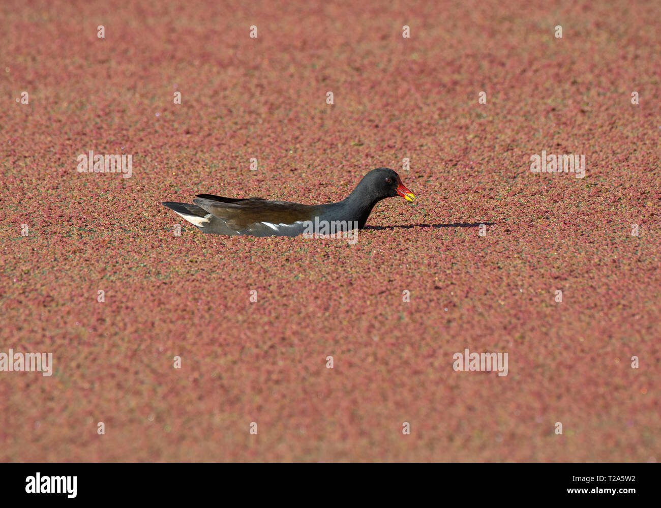 Moorhen, Gallinula chloorpus, circondato da alghe in stagno, Blackpool, Regno Unito Foto Stock