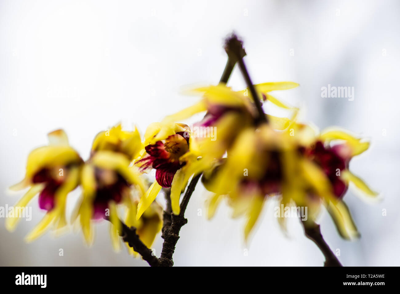 Chimonanthus, wintersweet, genere di piante in fiore nella famiglia Calycanthacea, in un giardino di primavera Foto Stock