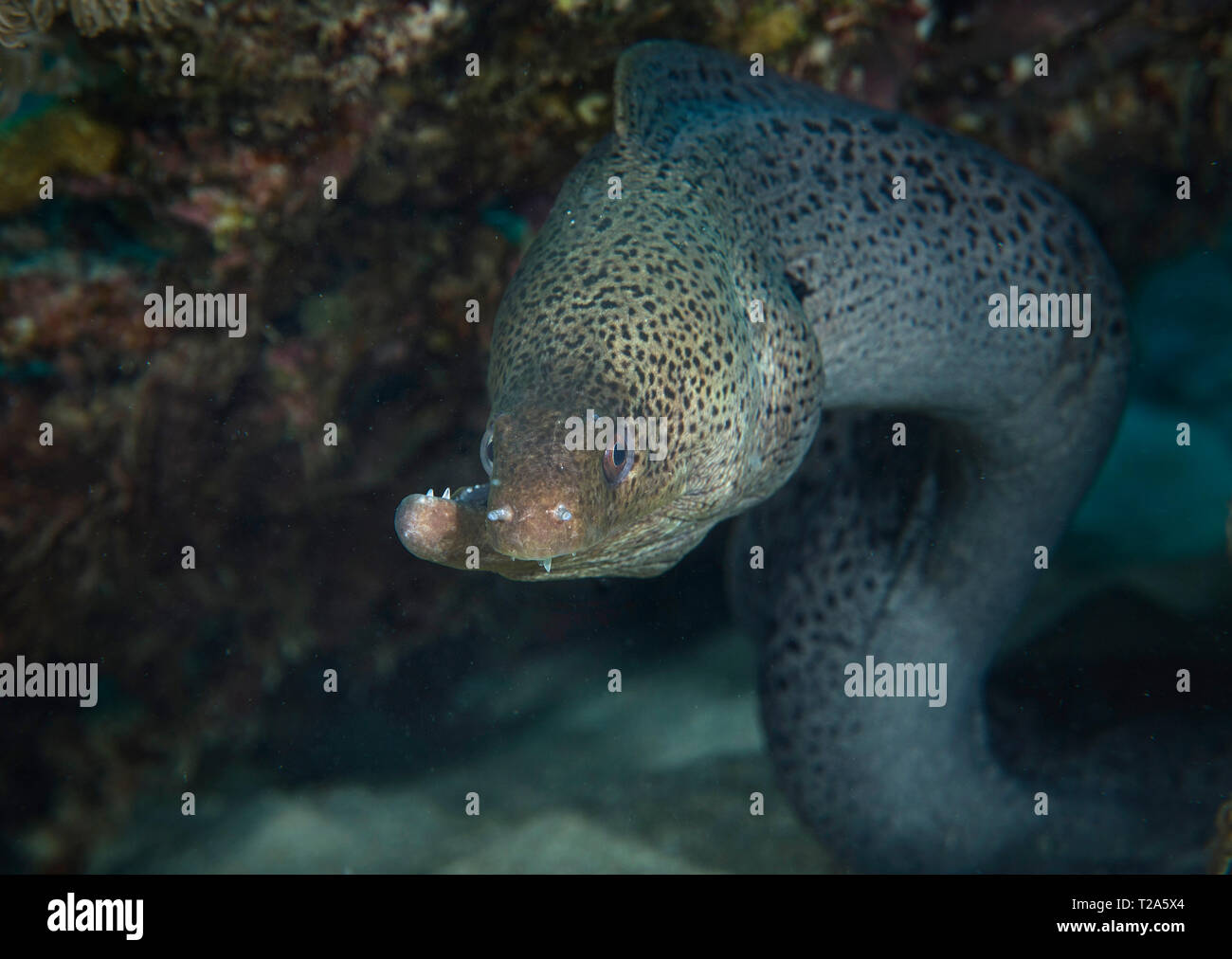 Murena Gigante, Gymnothorax javanicus, con la mascella rotta in Coral reef, Hamata, Mar Rosso, Egitto Foto Stock