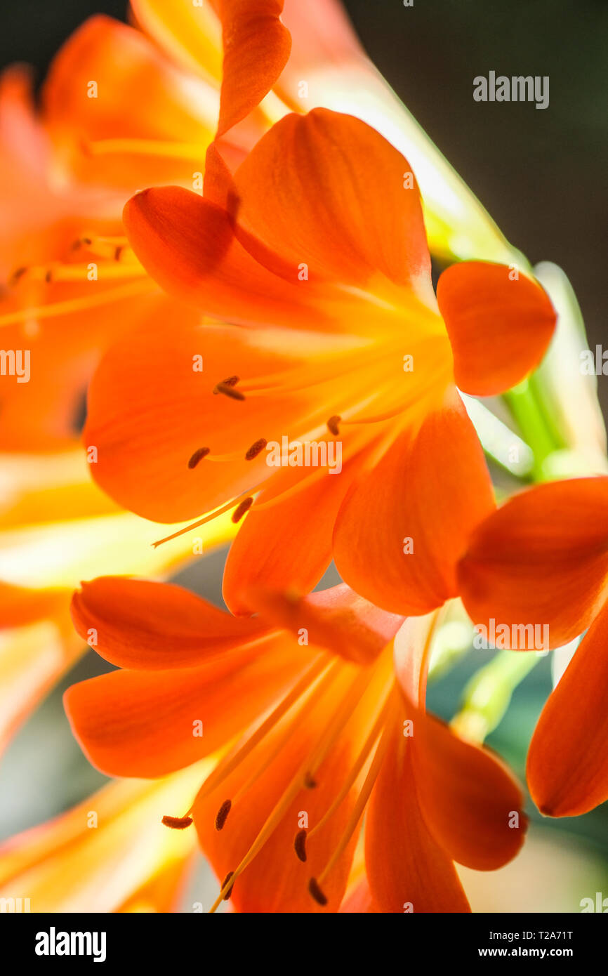 Close up di fioritura arancione clivia fiori Foto Stock