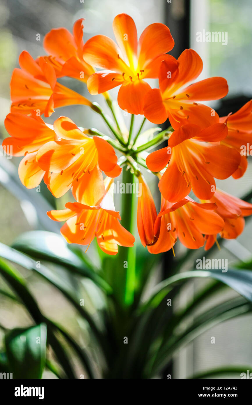 Close up di fioritura arancione clivia fiori Foto Stock
