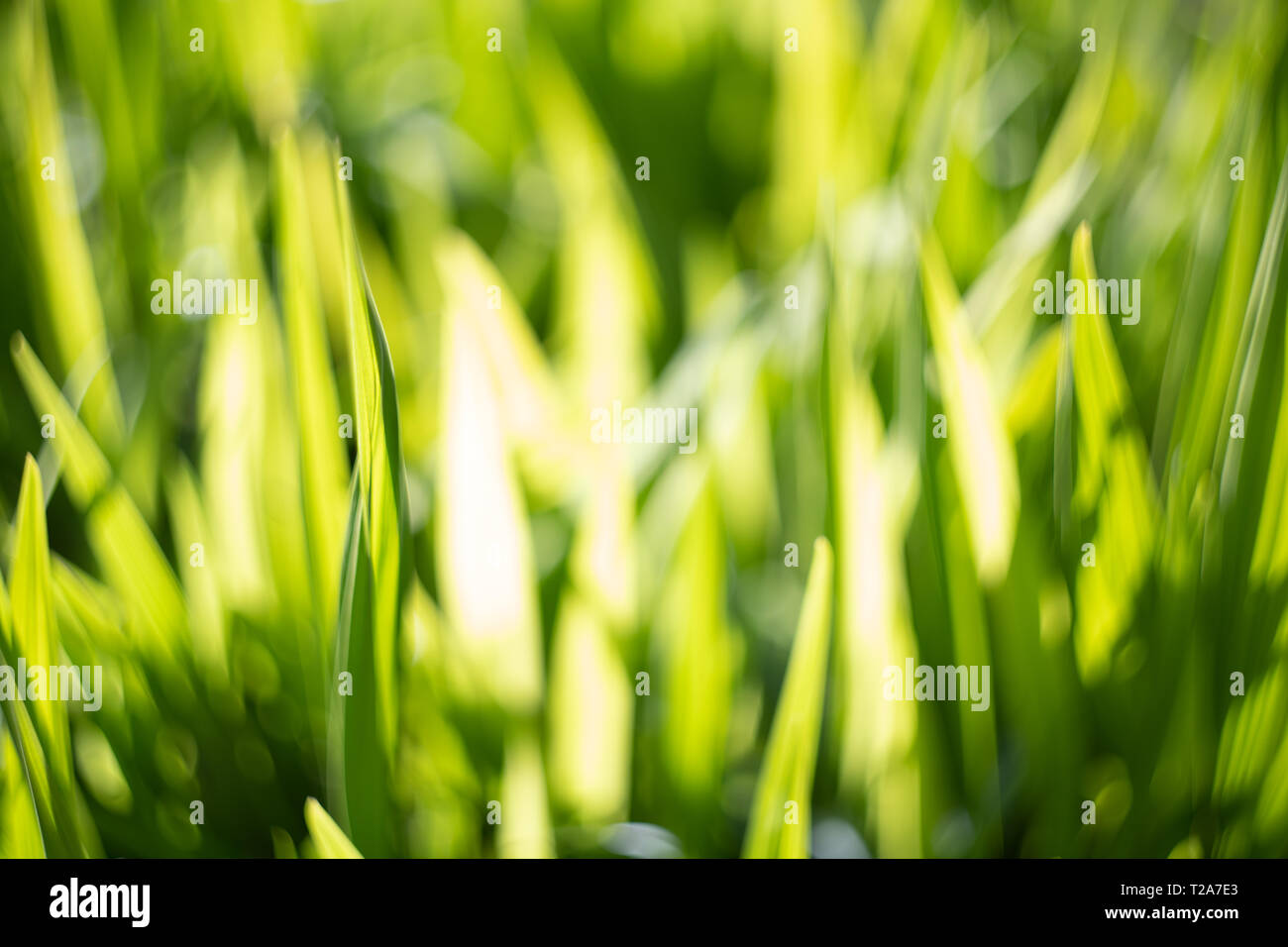 Reeds / foglie, fogliame. Regno Unito Foto Stock