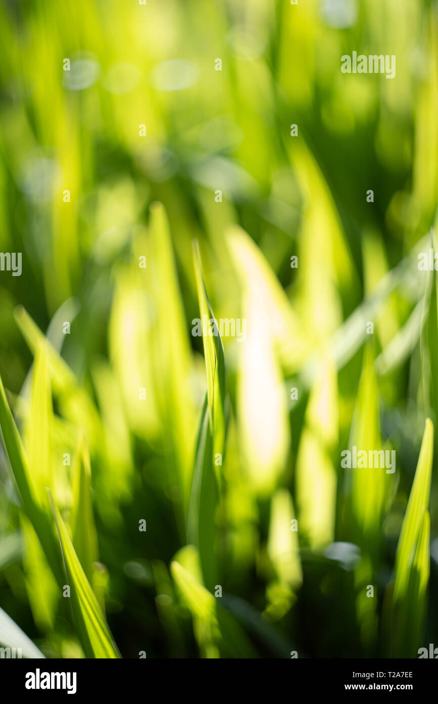 Reeds / foglie, fogliame. Regno Unito Foto Stock