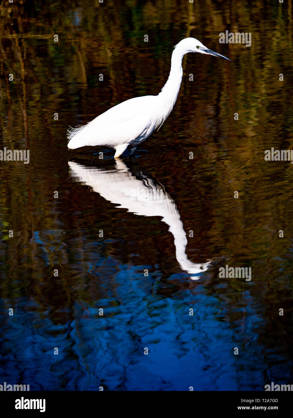 Garzetta (Egretta garzetta) la pesca in un lago Foto Stock