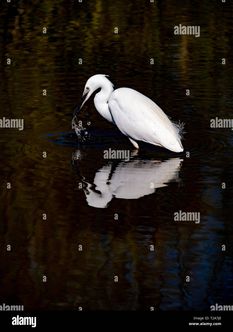 Garzetta (Egretta garzetta) la pesca in un lago Foto Stock