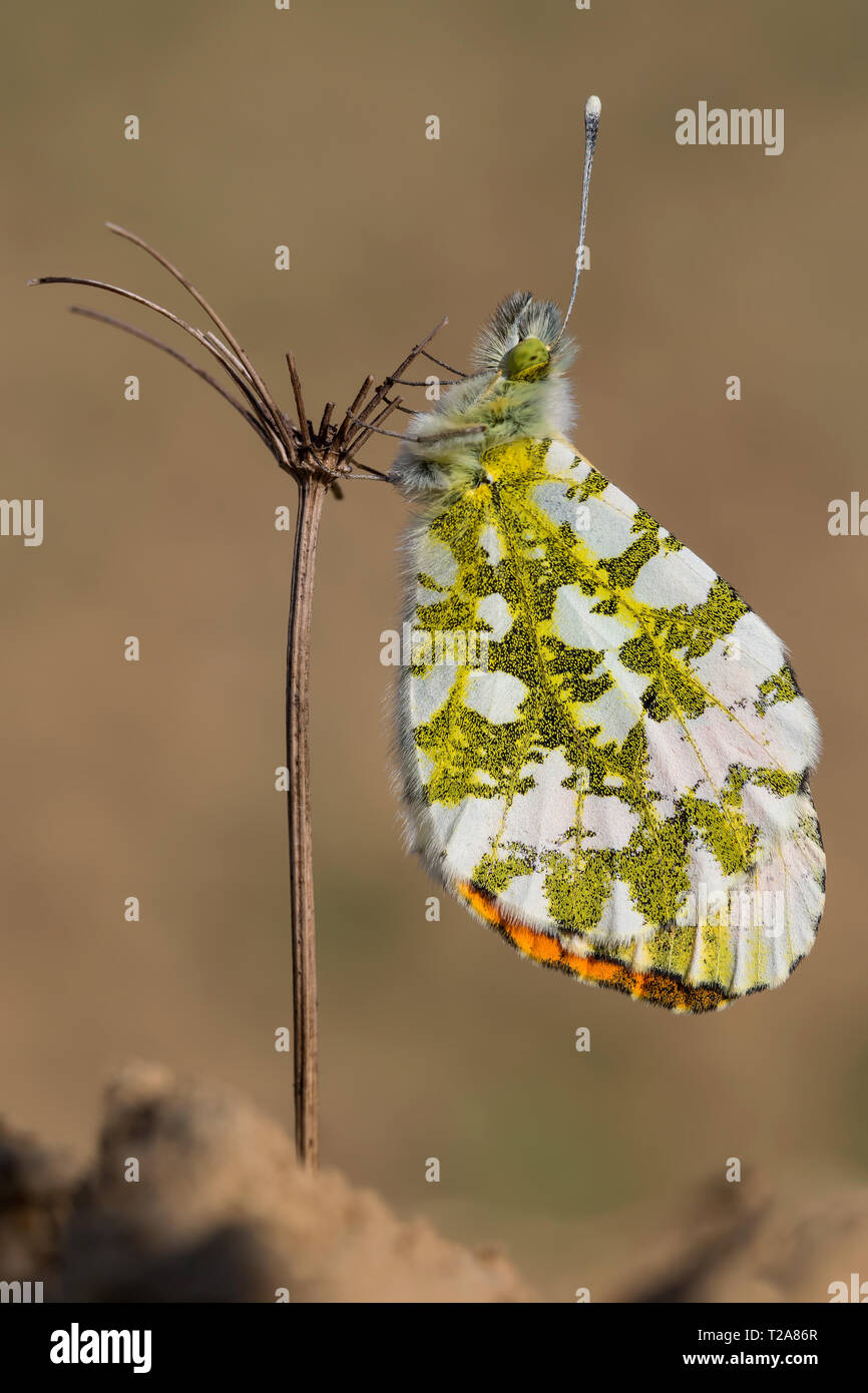 Bel ritratto della punta arancione farfalla (Anthocharis cardamines) Foto Stock