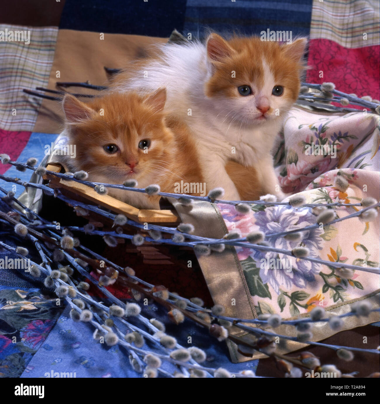 Gattini di salice immagini e fotografie stock ad alta risoluzione - Alamy