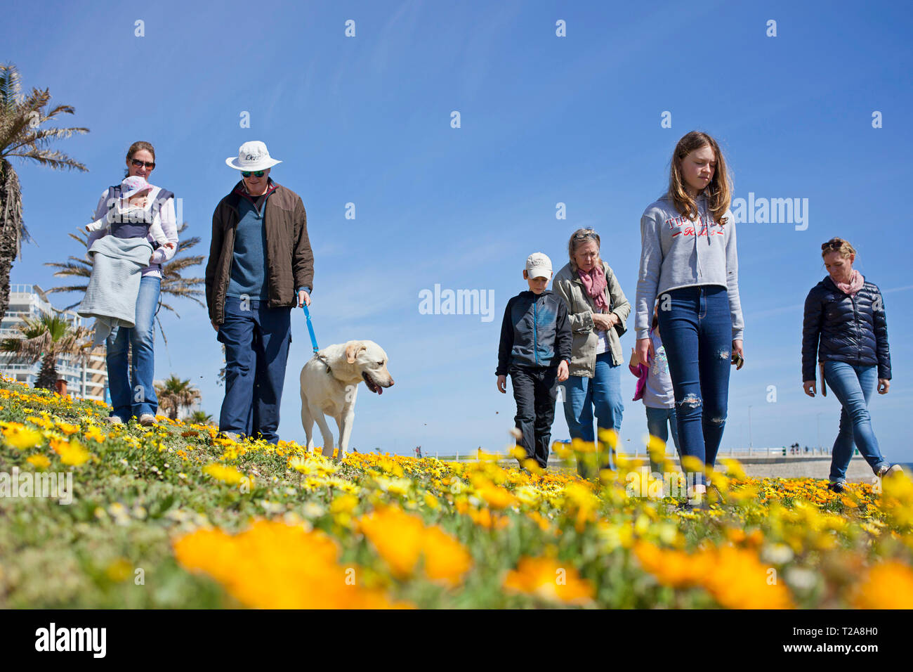 Una famiglia e il loro cane a camminare lungo la passeggiata, Sea Point, Città del Capo. Foto Stock