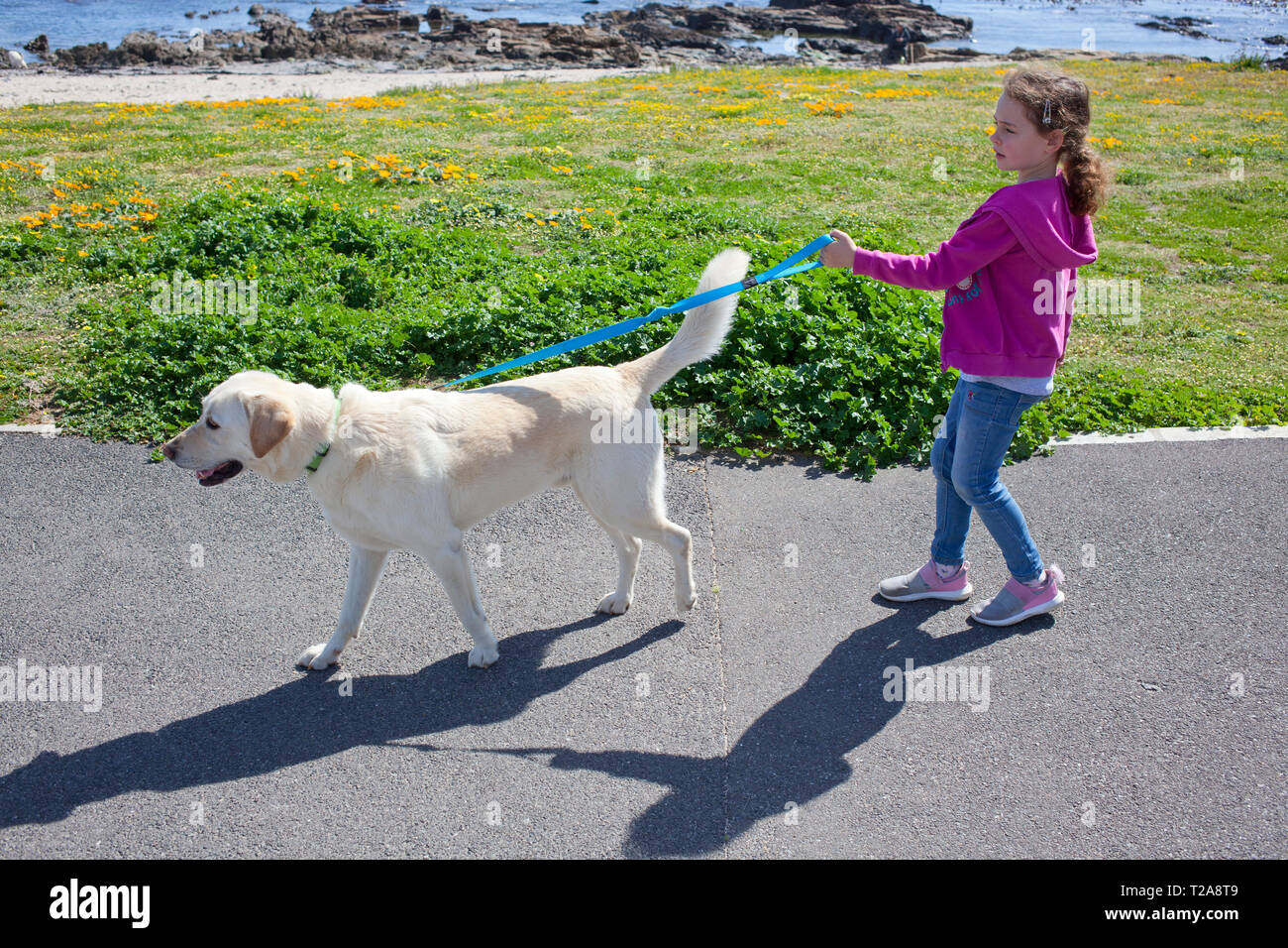 Giovane ragazza che cammina il suo cane lungo Sea Point Promenade Foto Stock