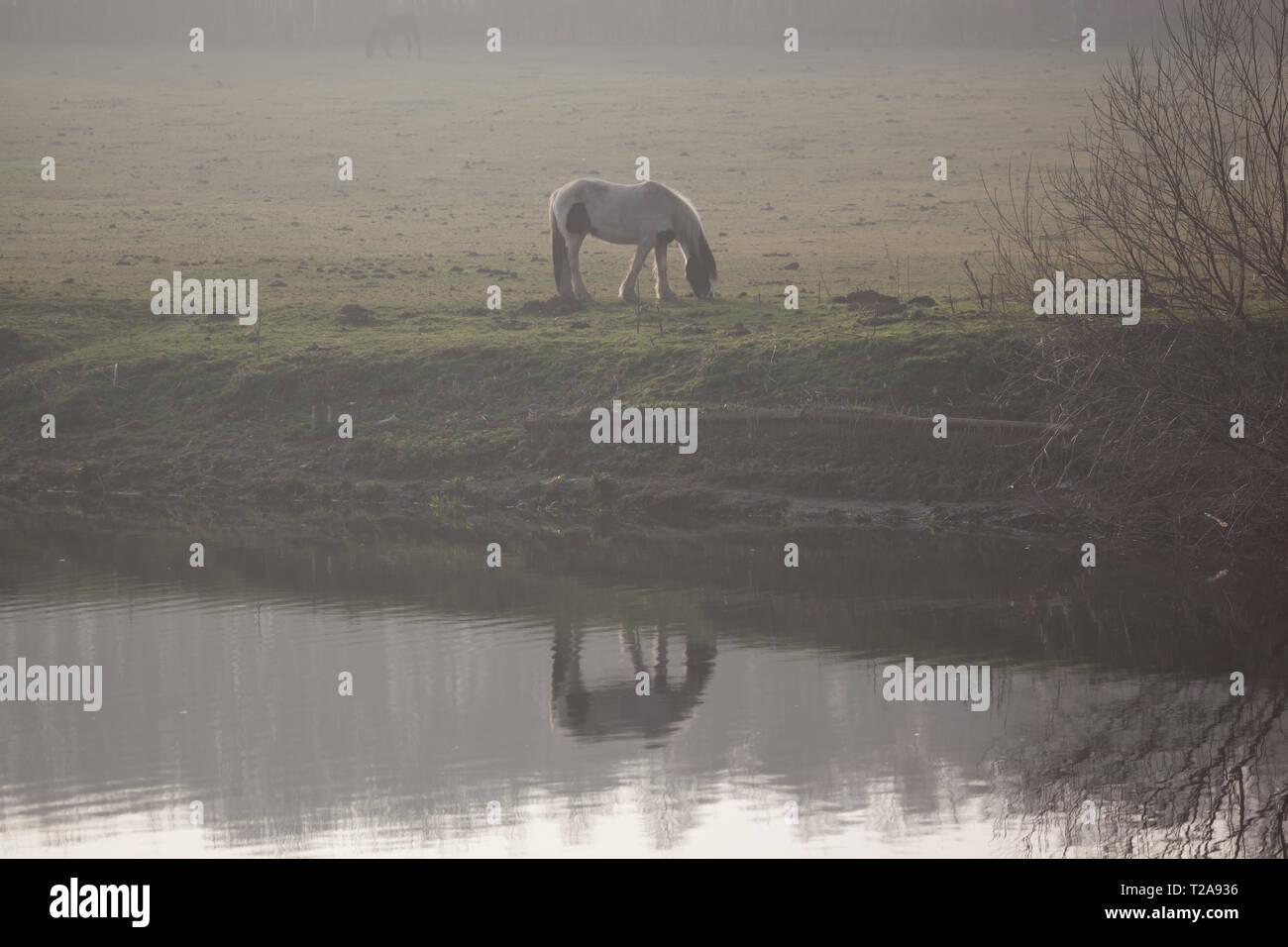 La riflessione di cavallo nel fiume in un giorno di nebbia. Foto Stock