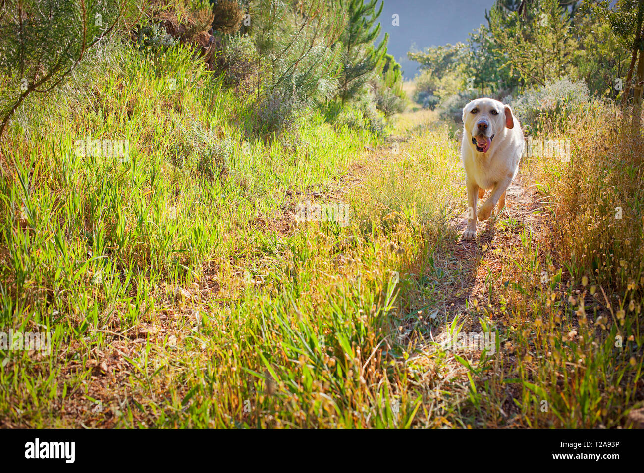 Labrador in esecuzione su una fattoria Foto Stock