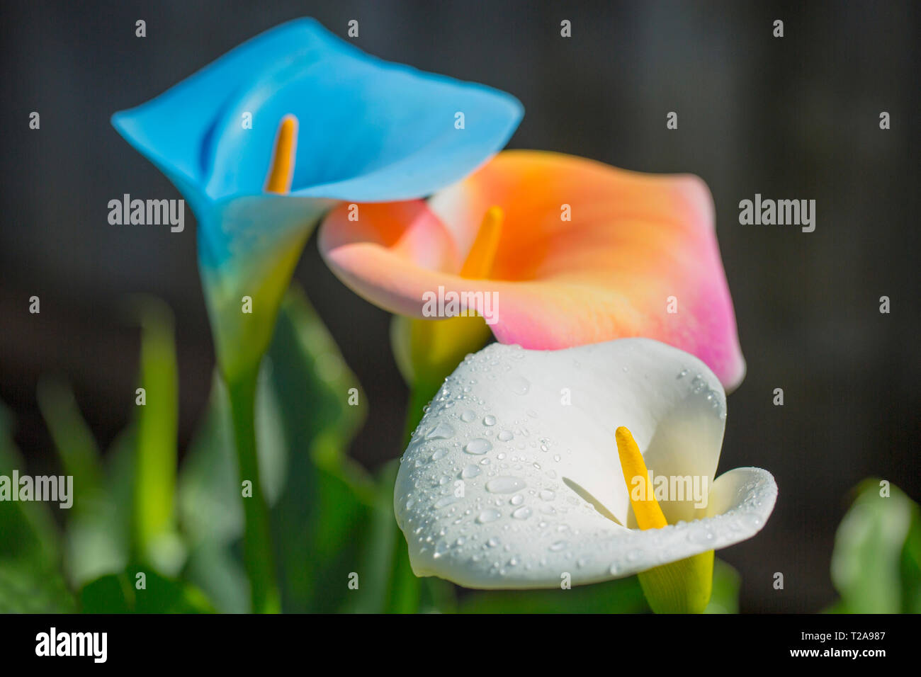 Calla Lily handcolored per Pasqua in Napa California Foto Stock