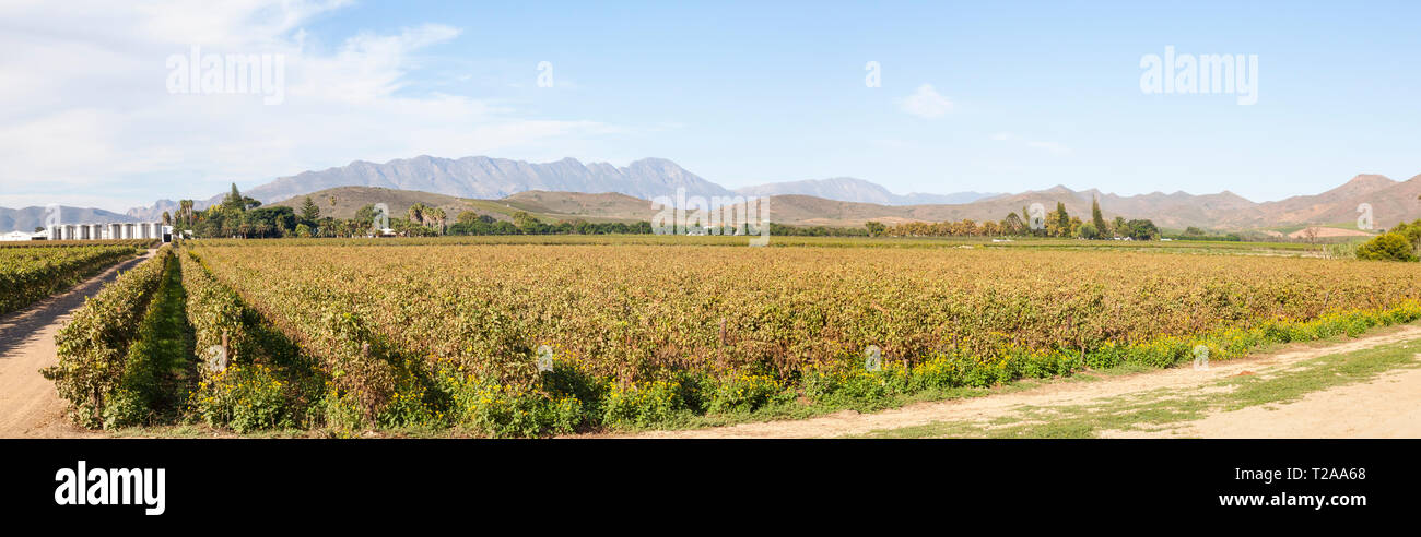 Panorama panoramico dei vigneti di Van Loveren Wine Estate, Robertson Wine Valley, Western Cape Winelands, Route 62, Sud Africa Foto Stock