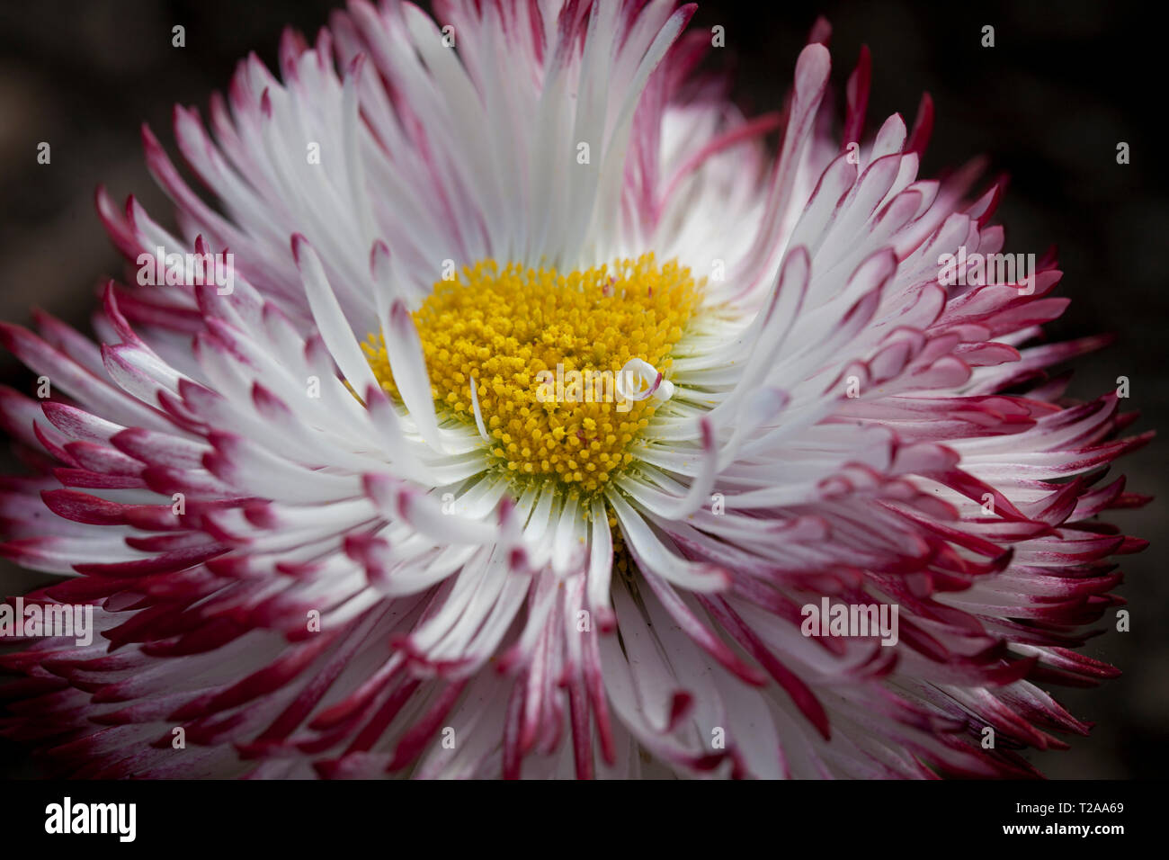 Bellis Perennis 'Pomponette' bicolor Foto Stock