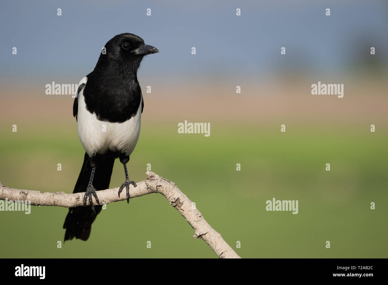 Eurasian Gazza (Pica pica), appollaiato su un ramo, Lleida steppe, Catalogna, Spagna Foto Stock