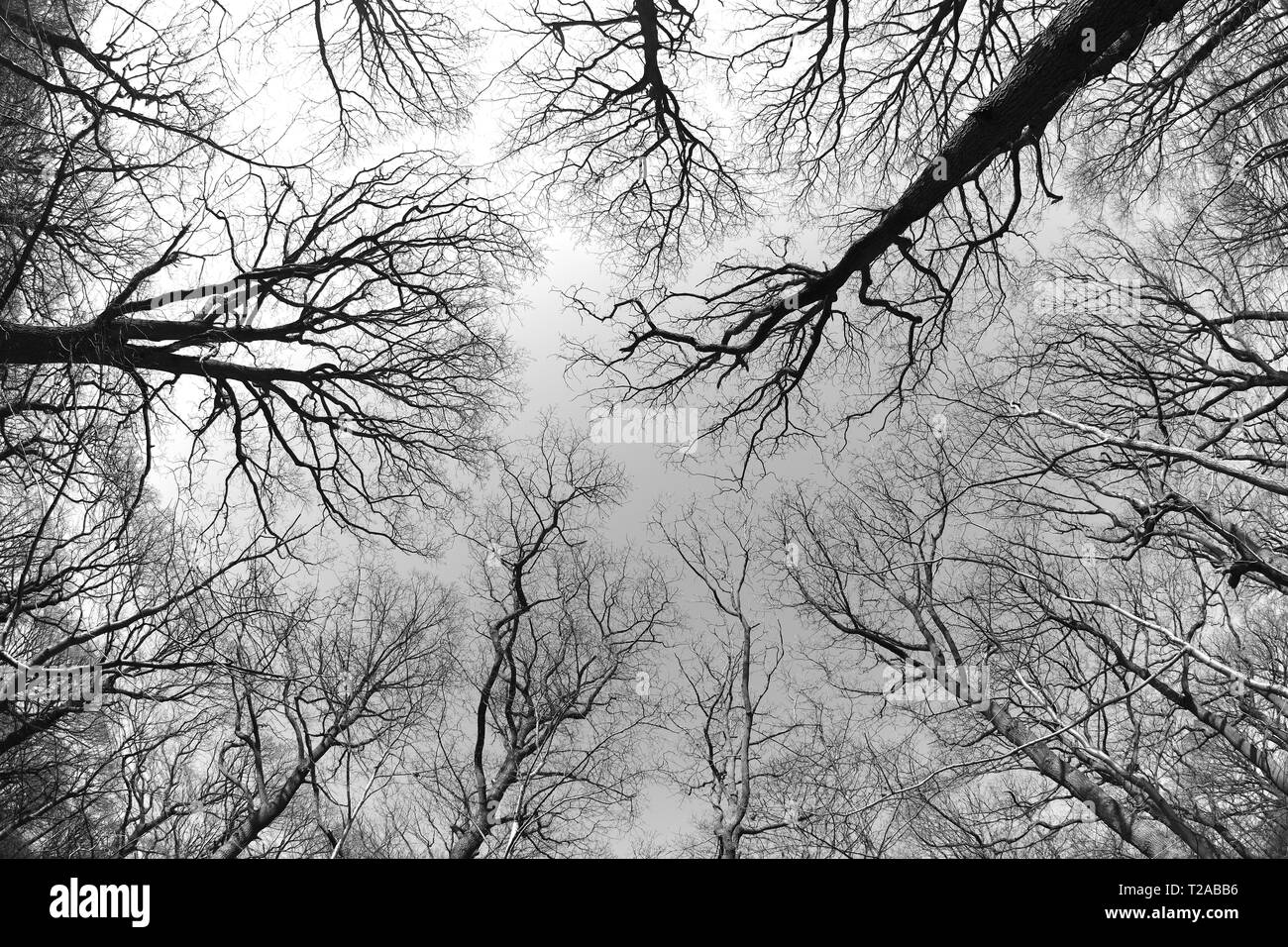 Alberi sfrondato girato in bianco e nero attraverso una lente fish-eye in Kent, Inghilterra. Foto Stock