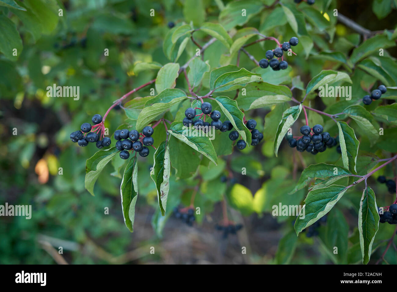 Cornus sanguinea con frutta blu Foto Stock