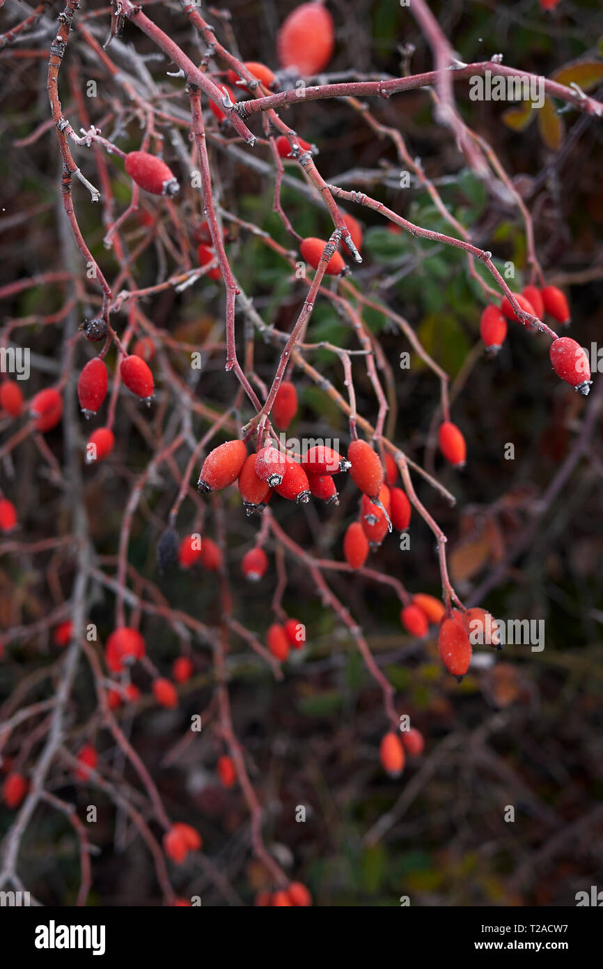 Rosa canina frutti rossi Foto Stock