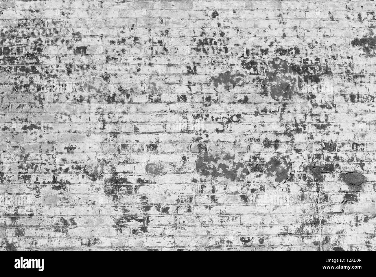 Vecchio bianco lavato un muro di mattoni che mostra stacca la vernice e un muro di mattoni texture. Foto Stock