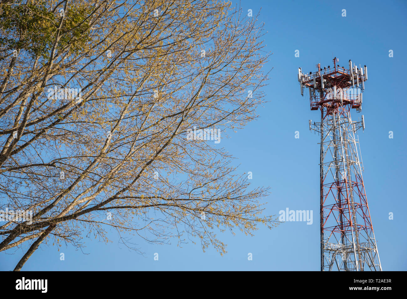 Una torre metallica indipendente per cellulare giustapposta con una porzione di albero e posta contro un cielo azzurro limpido e senza nuvole. Foto Stock