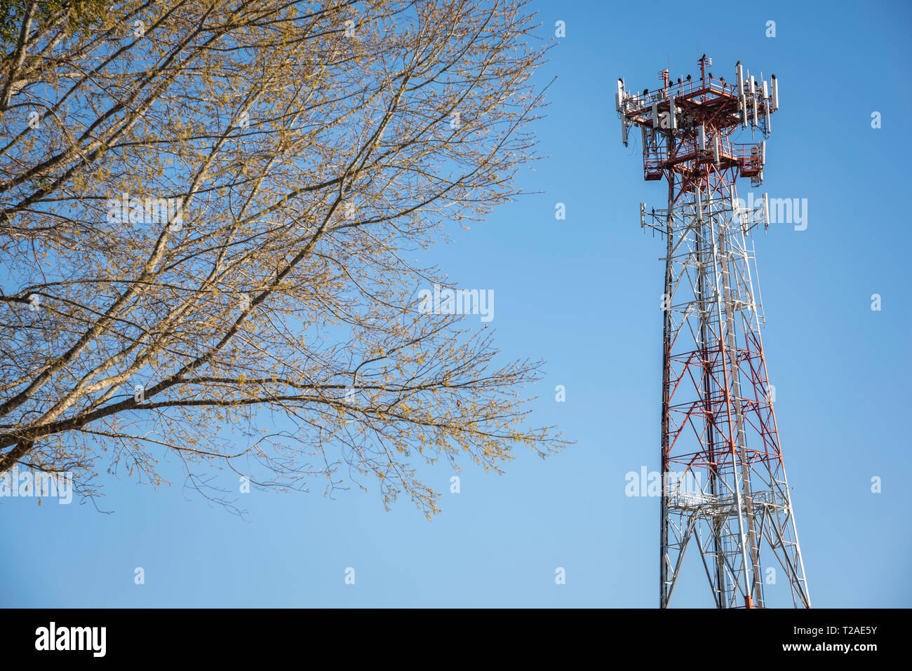 Una torre metallica indipendente per cellulare giustapposta con una porzione di albero e posta contro un cielo azzurro limpido e senza nuvole. Foto Stock