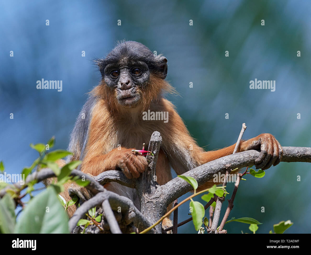 Western Red Colobus nel suo habitat naturale in Gambia Foto Stock