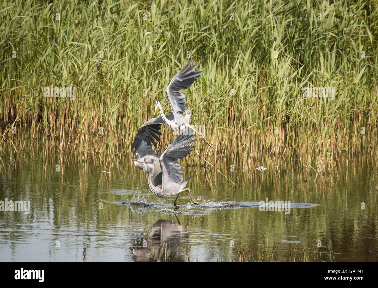 Riserva naturale Marizion Cornovaglia Foto Stock