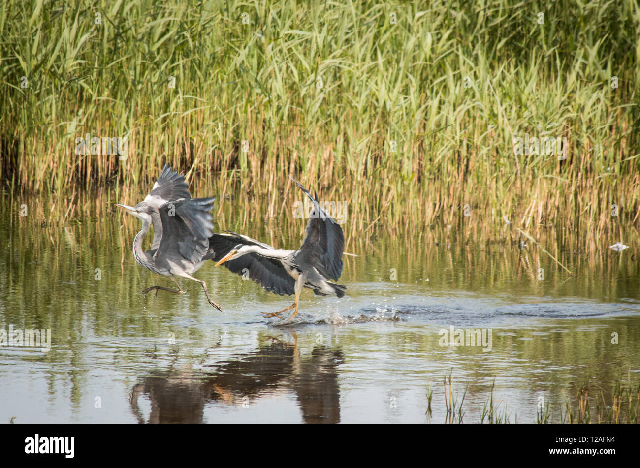 Riserva naturale Marizion Cornovaglia Foto Stock