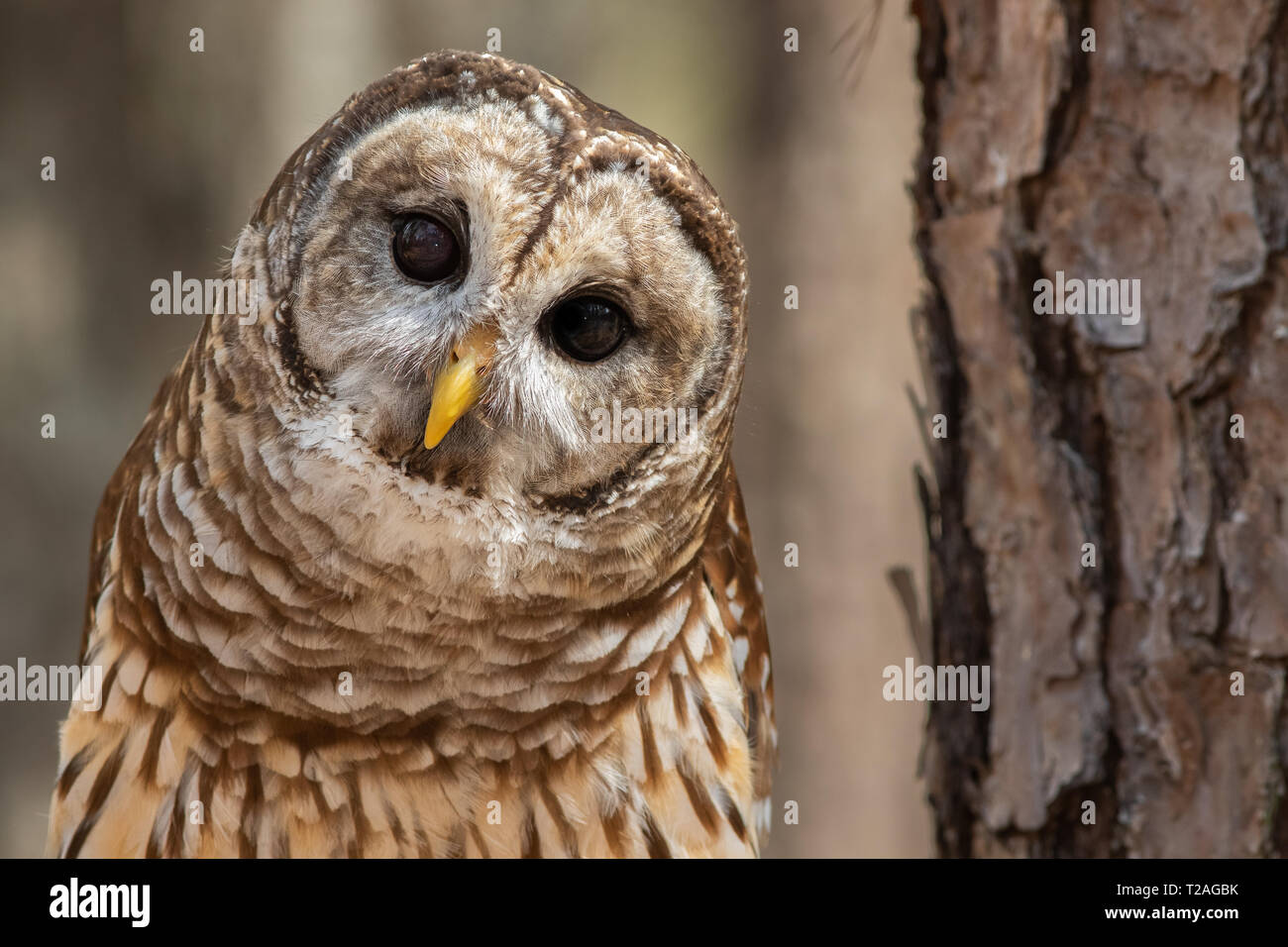 Un curioso sbarrate owl. Foto Stock