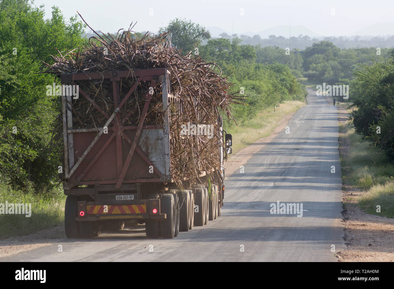 La canna da zucchero carrello passante attraverso Marloth Park, Mpumalanga, SA Foto Stock