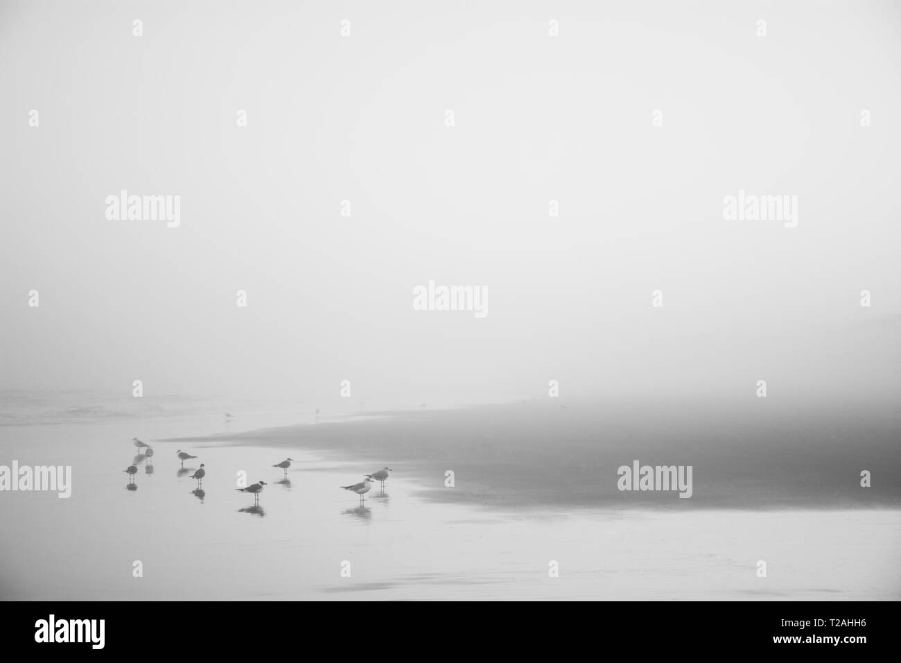 Gabbiani sulla misty Kure Beach in North Carolina, STATI UNITI D'AMERICA Foto Stock