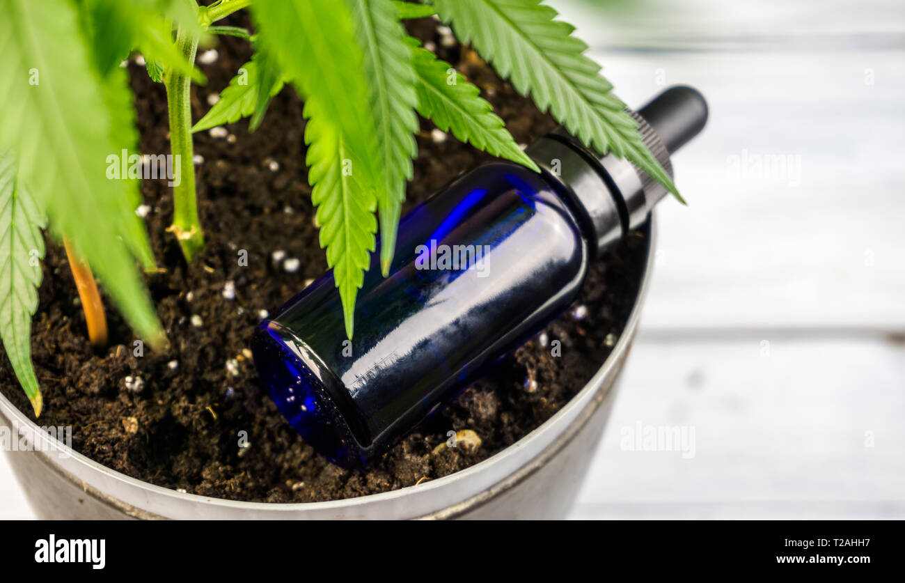 Bottiglia con olio di CBD accanto a vasi di pianta di Cannabis crescere in terreno la marijuana medica Agricoltura Foto Stock