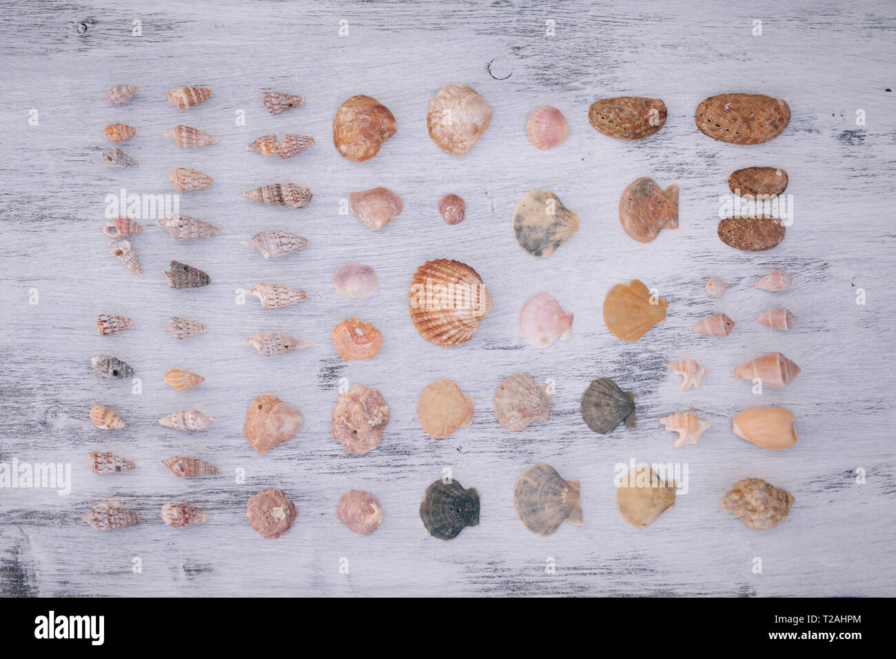 Varietà di conchiglie sulla superficie bianca Foto Stock