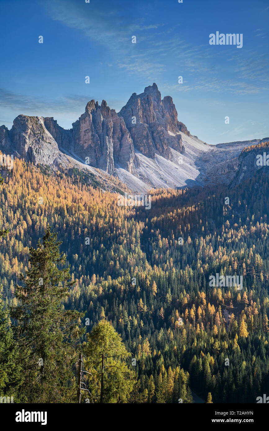 Alberi di pino e di montagna nelle Dolomiti, Alto Adige, Italia Foto Stock