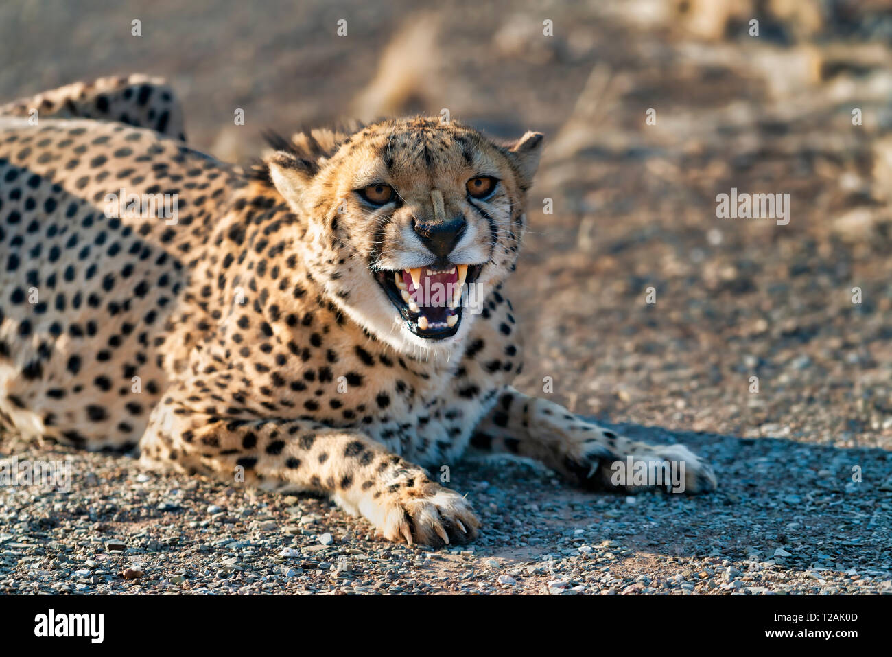 Cheetah vigile Foto Stock Cheetah vigile Foto Stock