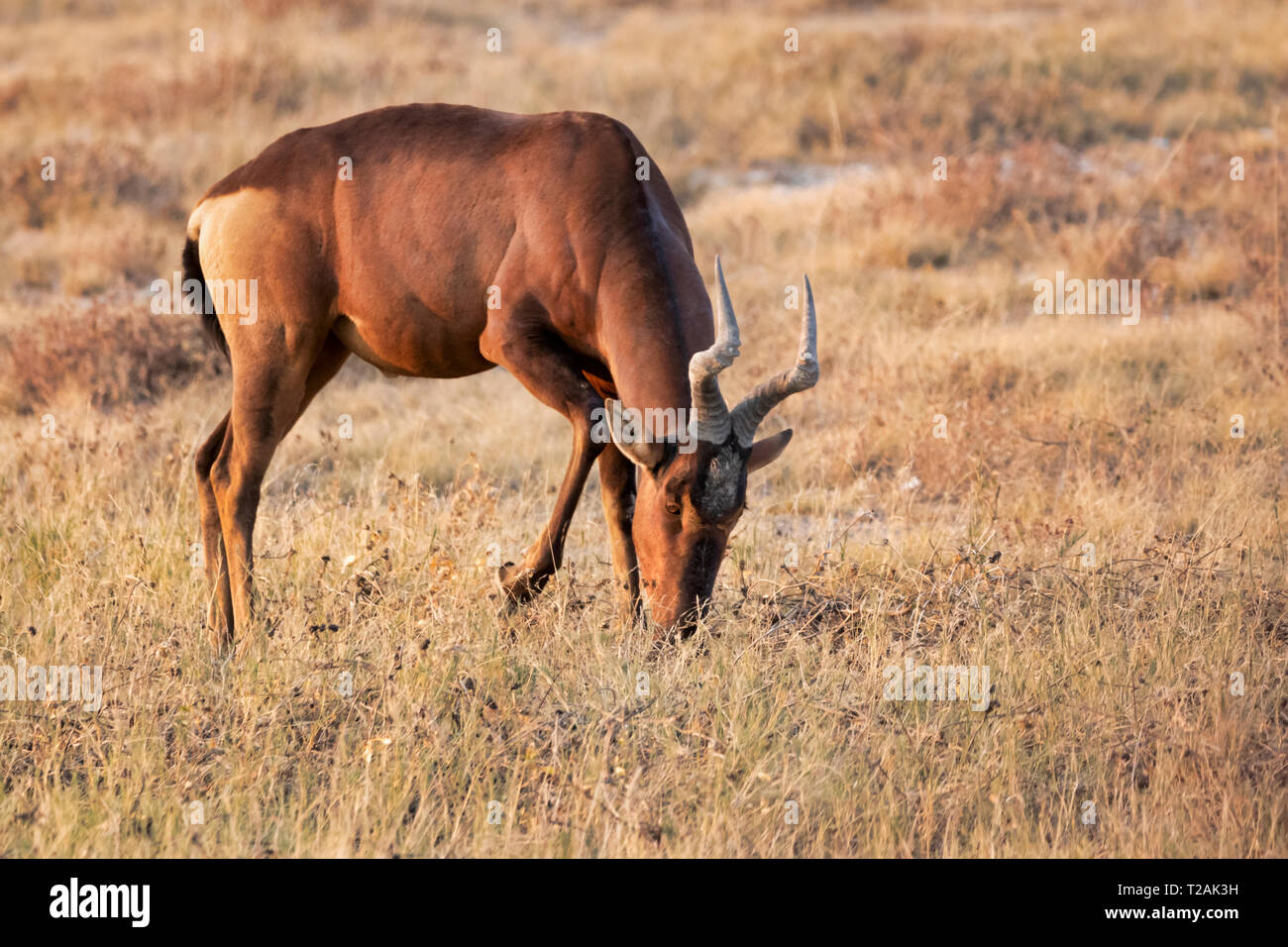 Hartebeest Foto Stock Hartebeest Foto Stock