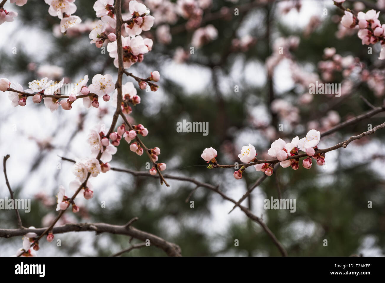 Close up rosa sakura flower blossom su albero in primavera,stagionali sfondo naturale. Foto Stock