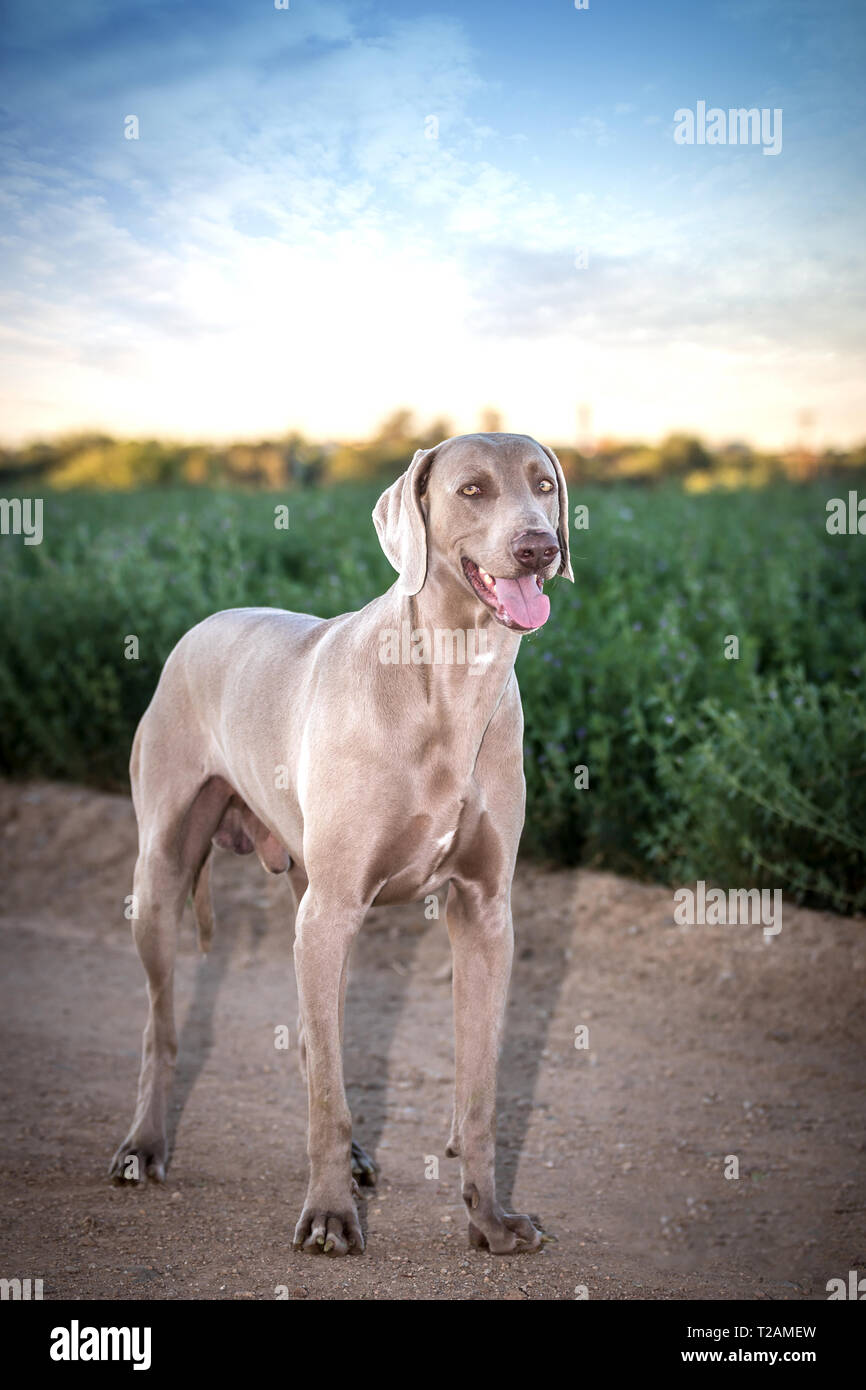 Weimaraner cane / fantasma grigio / grigio hound isolato Foto Stock