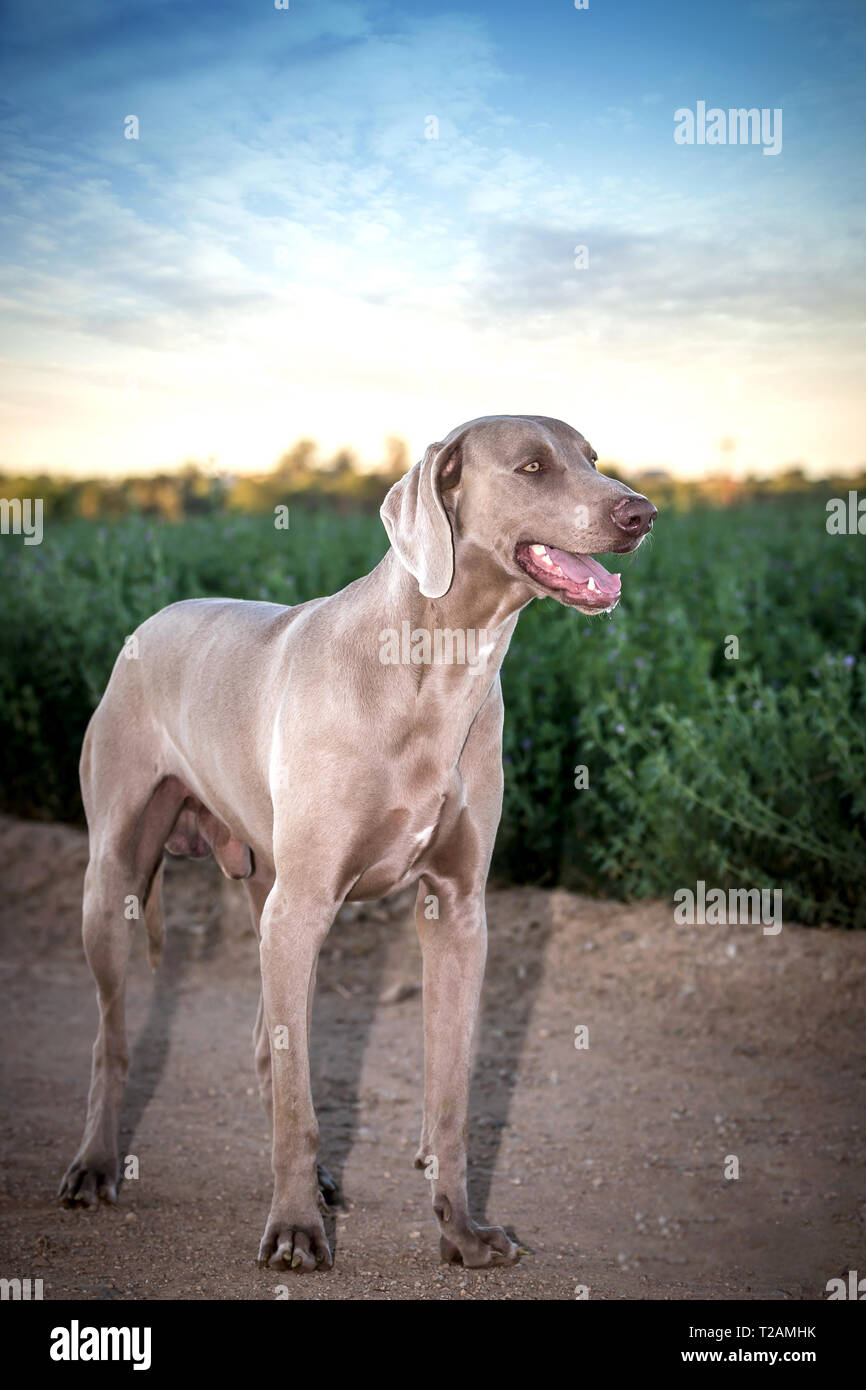 Weimaraner cane / fantasma grigio / grigio hound isolato Foto Stock