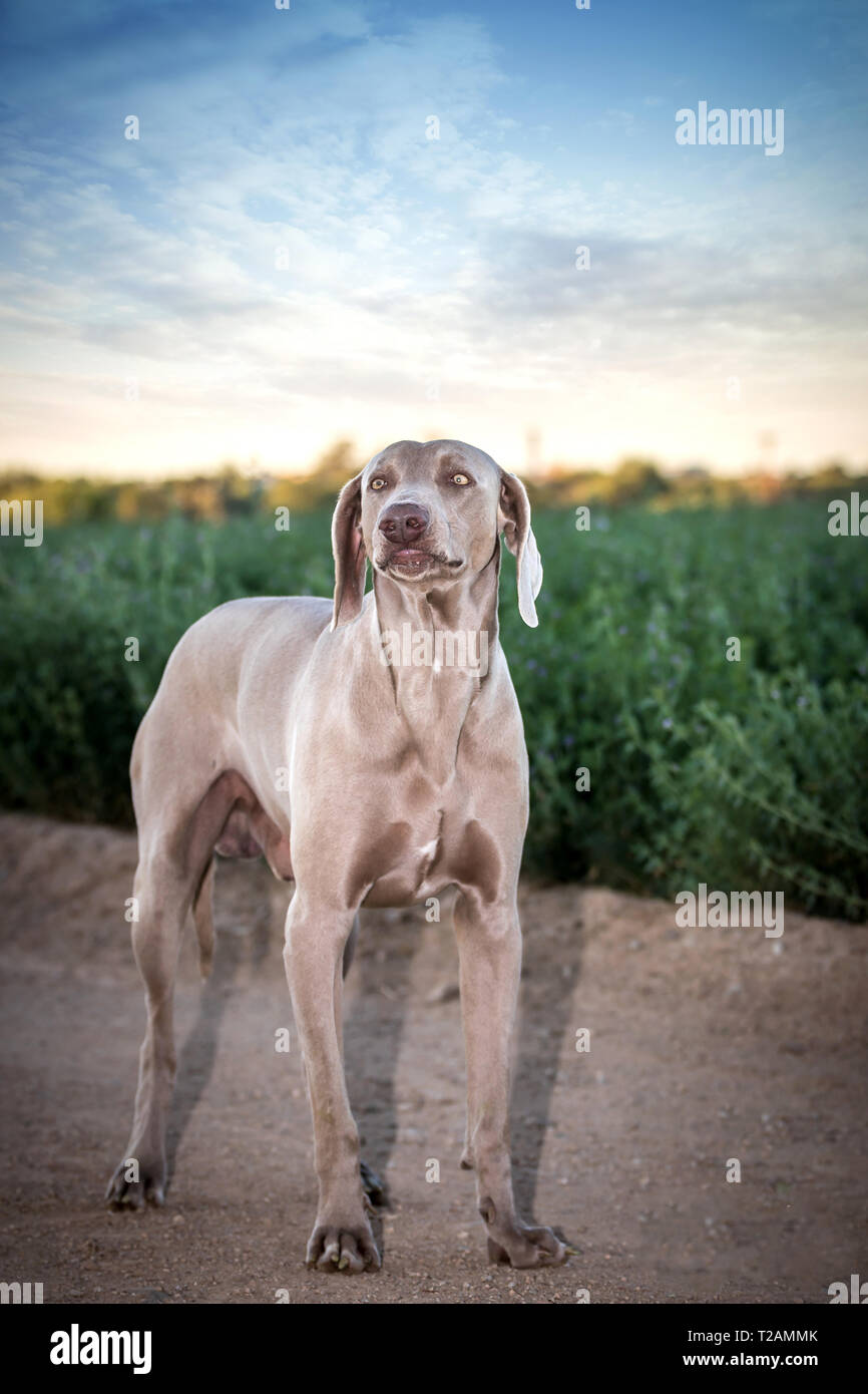 Weimaraner cane / fantasma grigio / grigio hound isolato Foto Stock