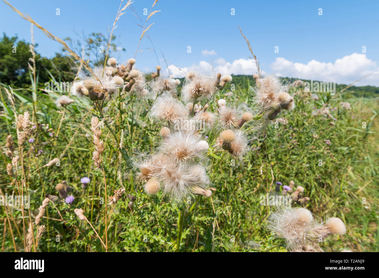 Creeping Thistle (Cirsium arvense) Semi di piante in estate nel Regno Unito. Foto Stock