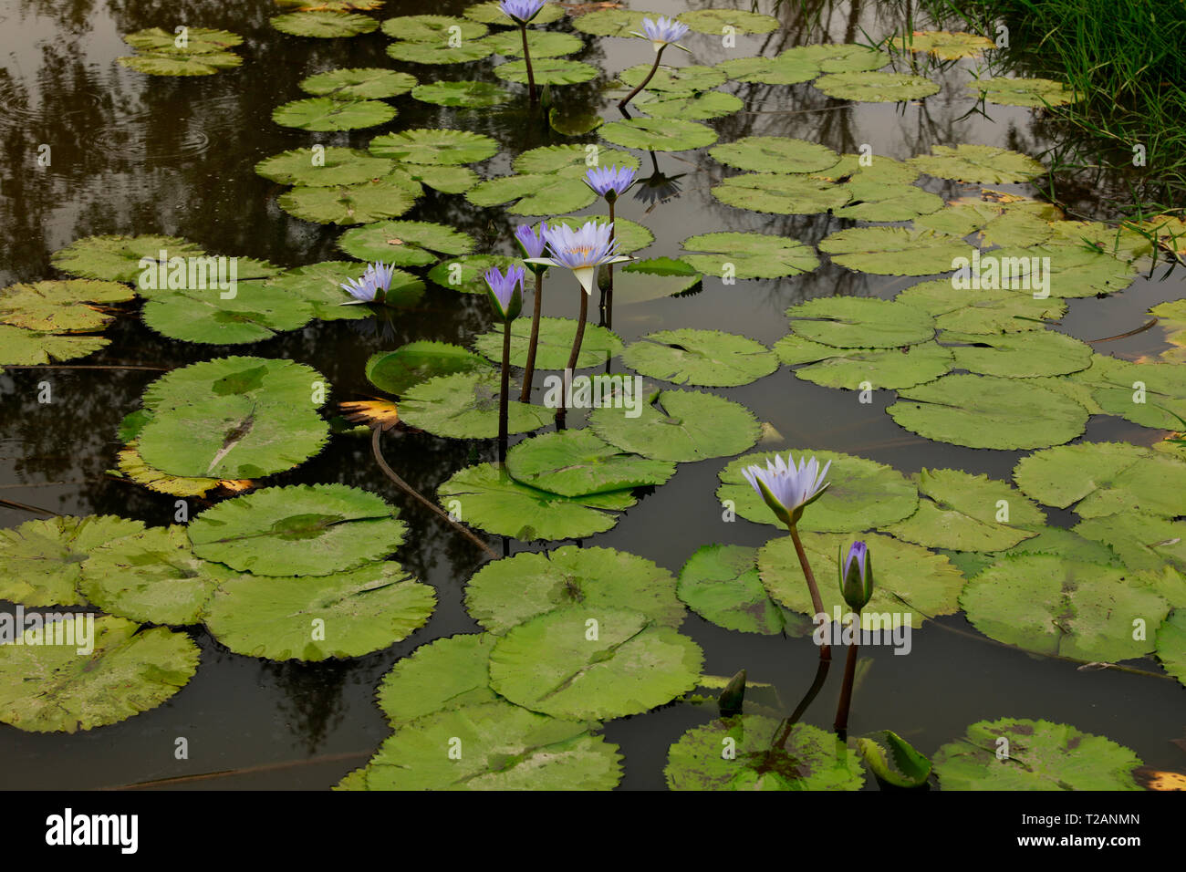 Blue ninfea bianca (Nymphaea caerulea) in diga a Spier Azienda Vinicola , Stellenbosch, Provincia del Capo Occidentale, Sud Africa. Foto Stock