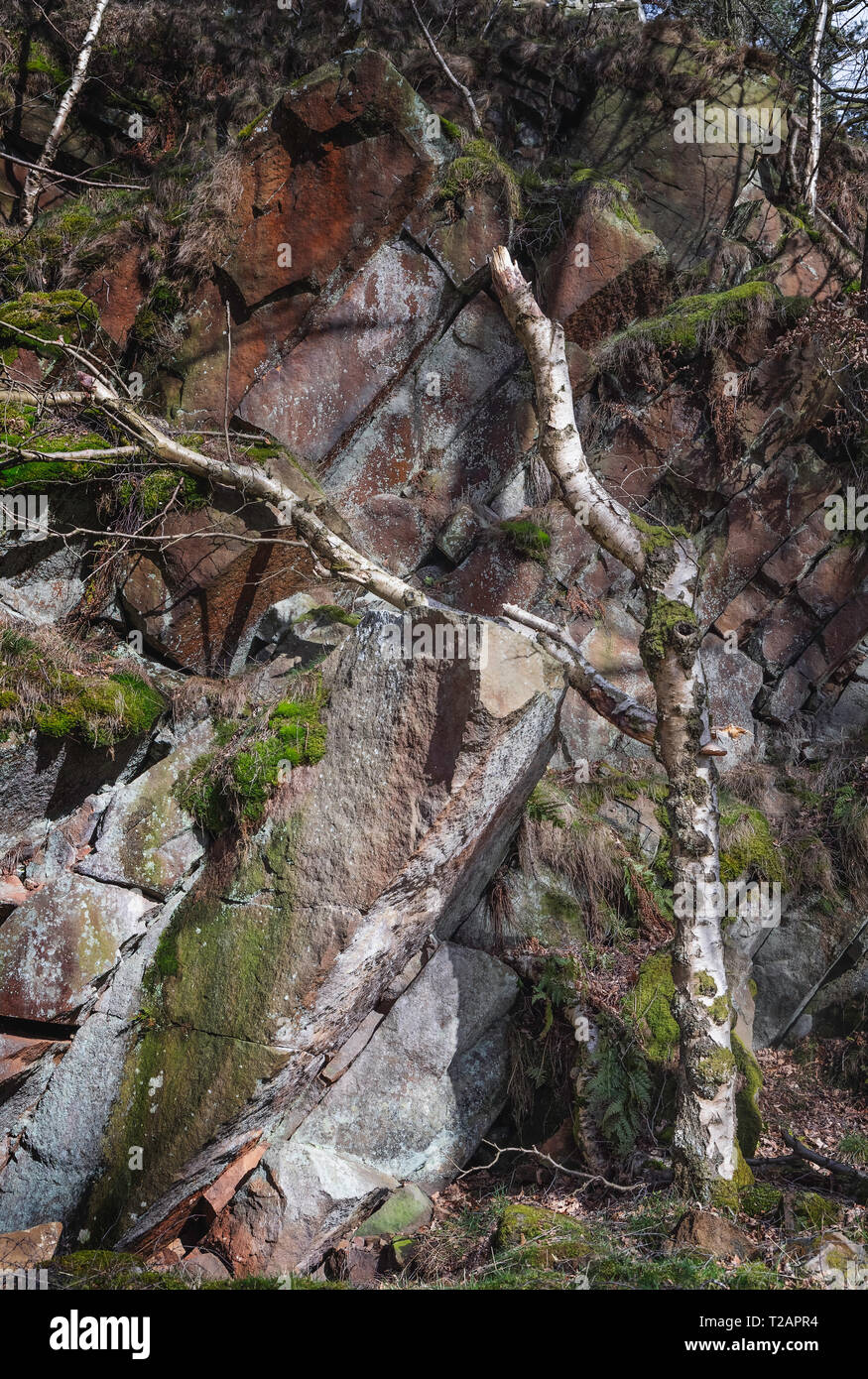 Nastro in betulla in una vecchia cava Foto Stock