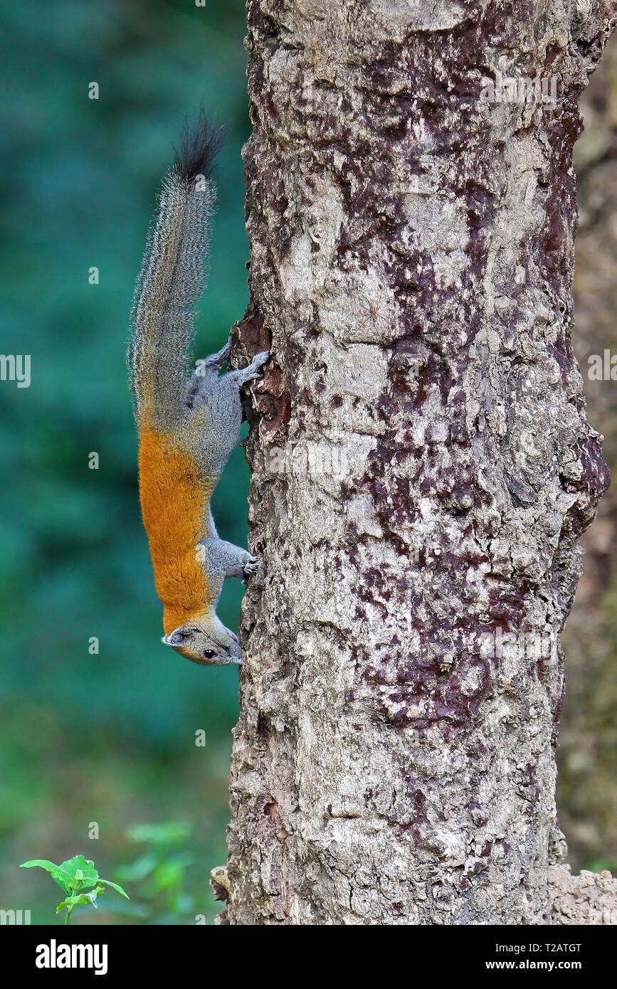 Grigio-panciuto scoiattolo (Callosciurus caniceps) alimentazione e arrampicata capovolto su un albero, Parco nazionale Khao Yai, Tailandia | Utilizzo di tutto il mondo Foto Stock